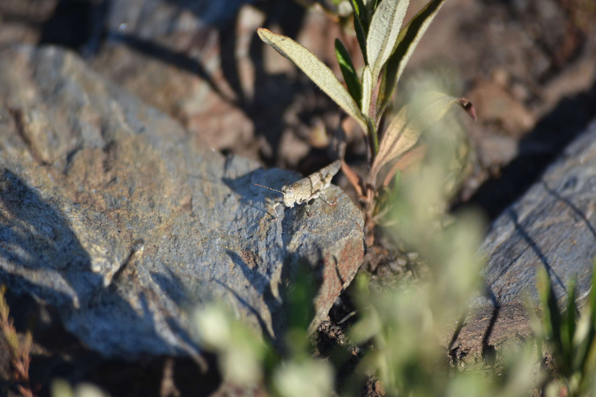 Image de Sphingonotus (Sphingonotus) lluciapomaresi (Defaut 2005)