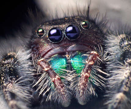 Phidippus audax (Hentz 1845) resmi