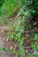 Image of Leucas glabrata (Vahl) Sm.