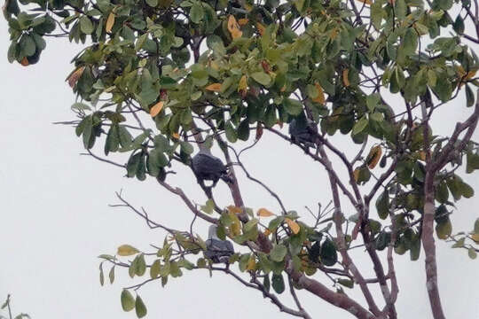 Image of Pinon Imperial-pigeon