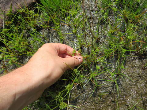 Image of Granite Flat Sedge