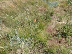 Image of Kniphofia stricta Codd