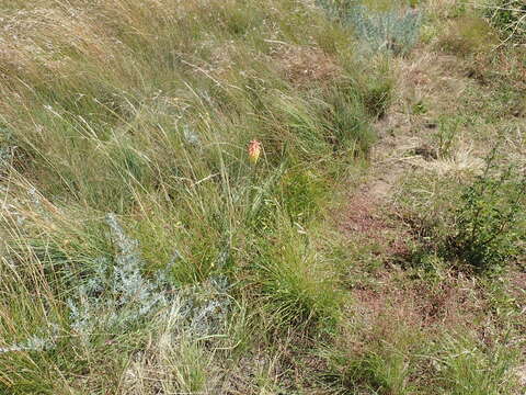 Image of Kniphofia stricta Codd