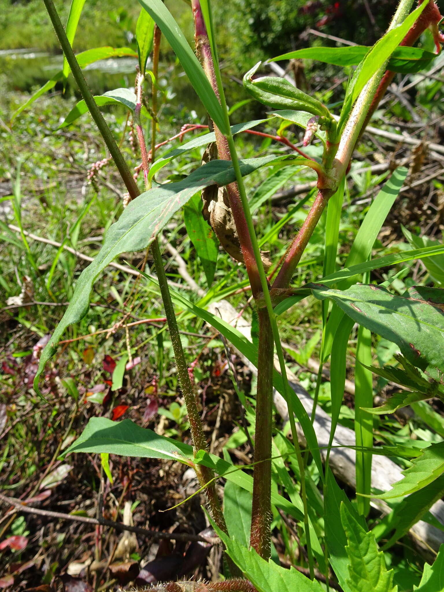 Plancia ëd Persicaria careyi (Olney) Greene