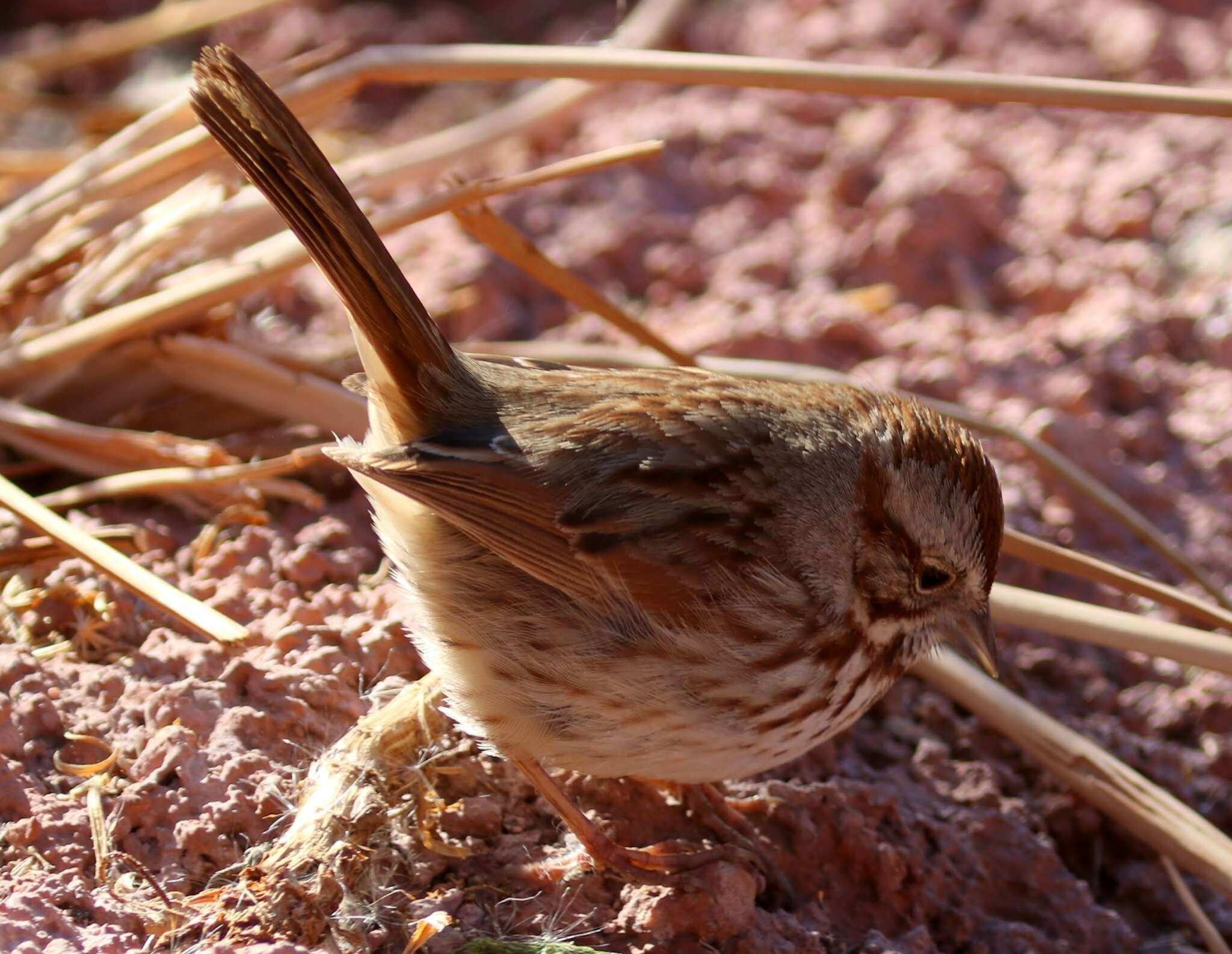 Image of Melospiza melodia fallax (Baird & SF 1854)