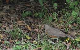 Image of Brown-headed Thrush