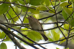 Image of Brown-streaked Flycatcher