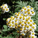 Слика од Tanacetum sorbifolium (Boiss.) Grierson