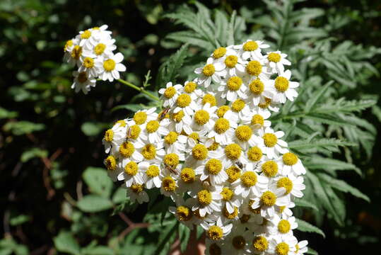 Image of Tanacetum sorbifolium (Boiss.) Grierson