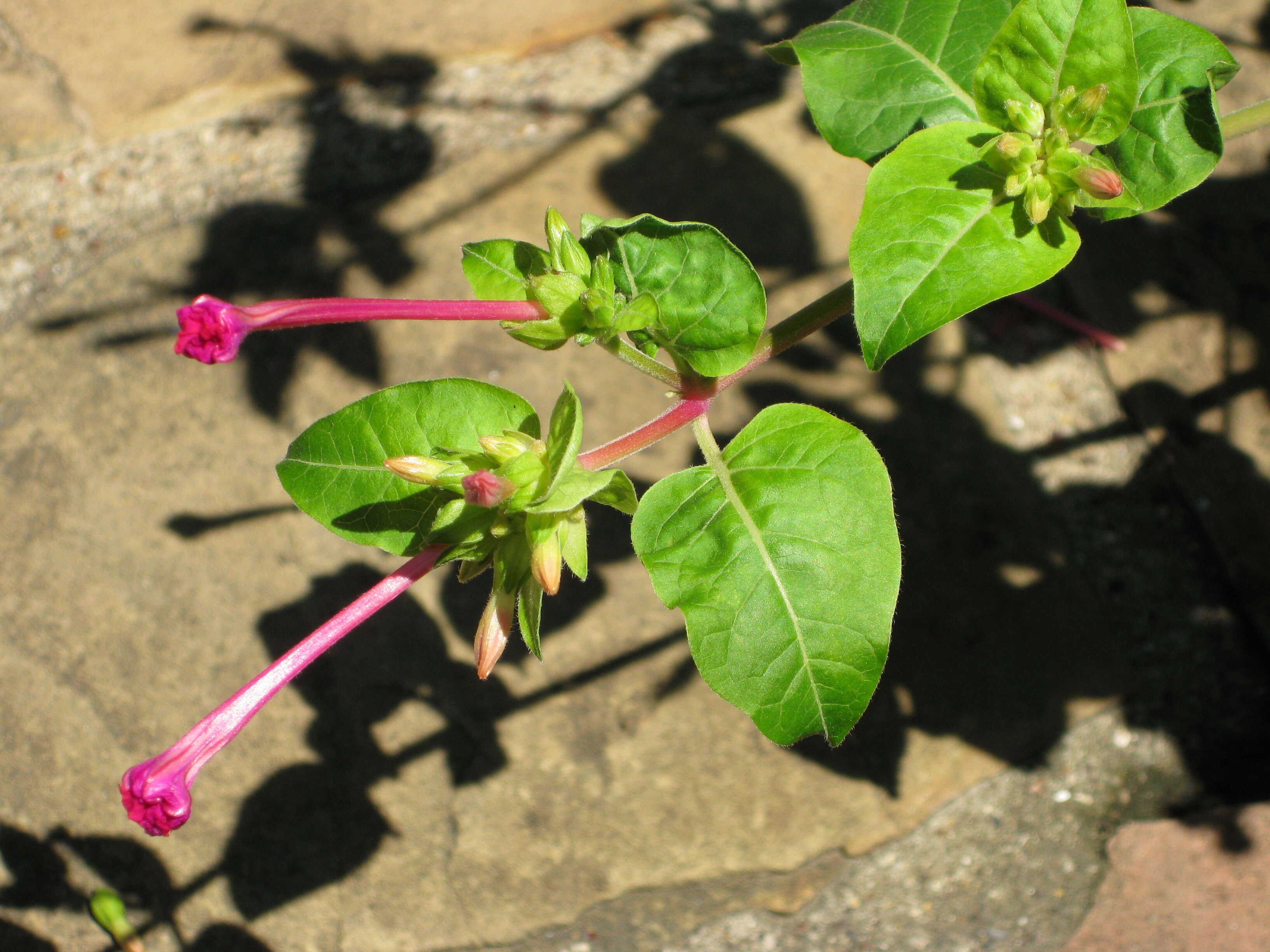 Image of Four o'Clock flower