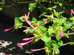 Image of Four o'Clock flower