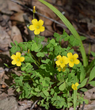 Imagem de Oxalis stricta