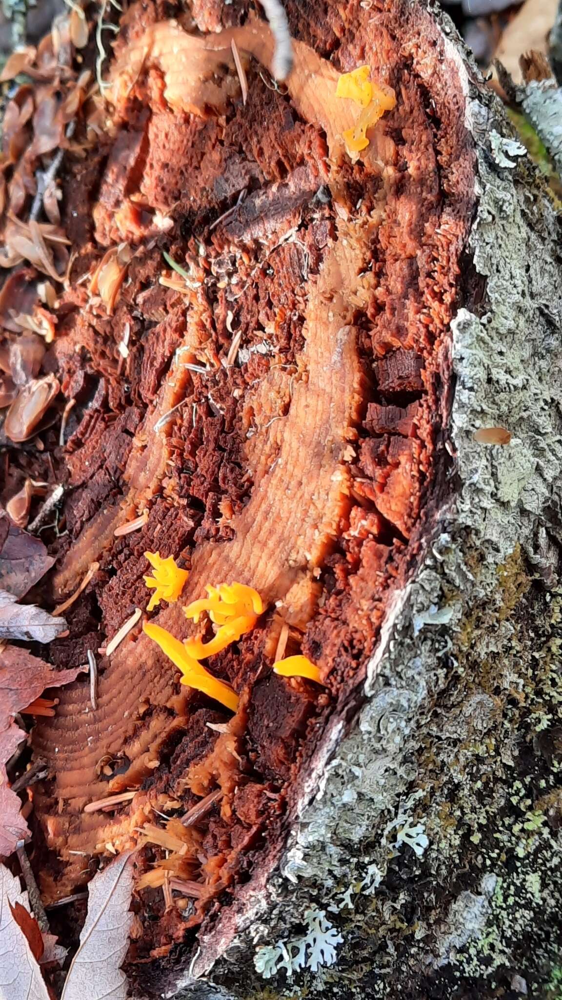 Image of Calocera furcata (Fr.) Fr. 1827