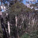 Image of Eucalyptus aspersa M. I. H. Brooker & S. D. Hopper