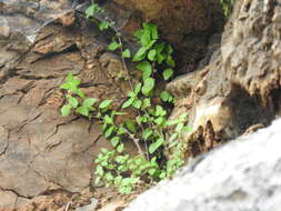 Image of Parietaria lusitanica L.