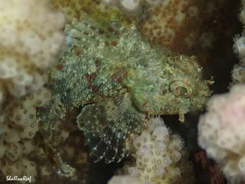 Image of Spotfin scorpionfish