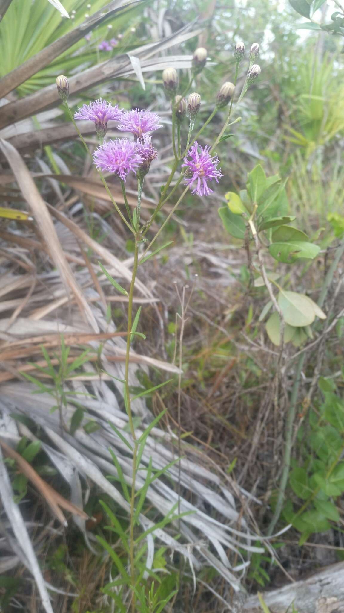 صورة Vernonia blodgettii Small