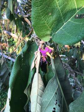 Image of Solanum sycophanta Dun.