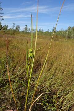 Image de Sparganium subglobosum Morong