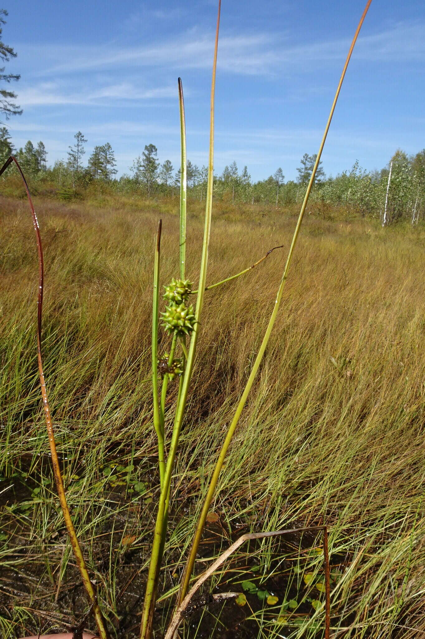 Sivun Sparganium subglobosum Morong kuva