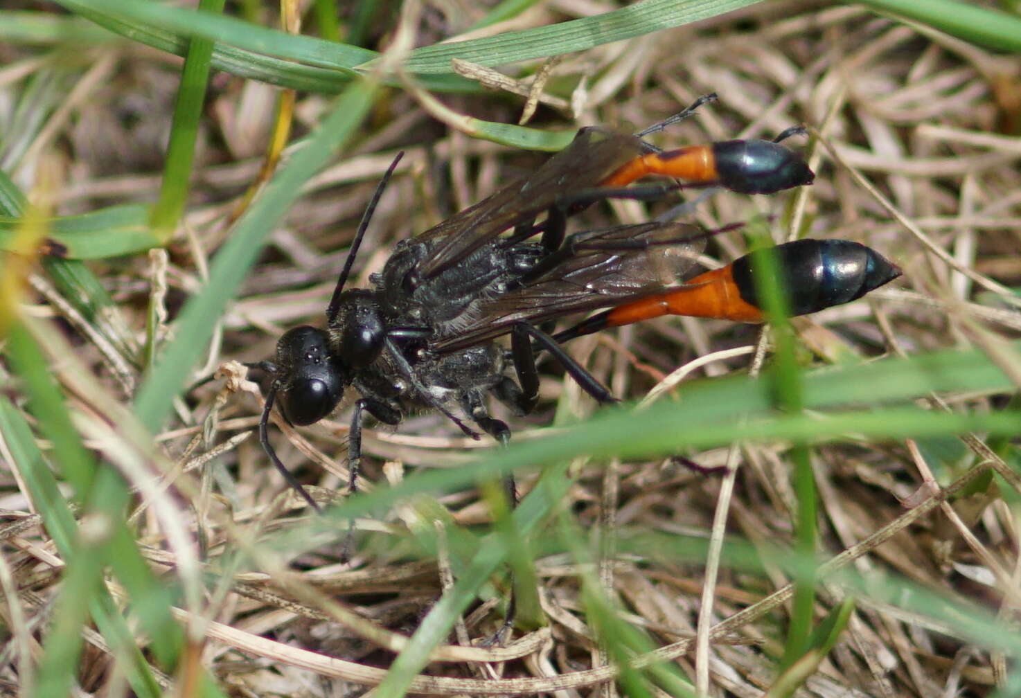 Image of Ammophila sabulosa (Linnaeus 1758)