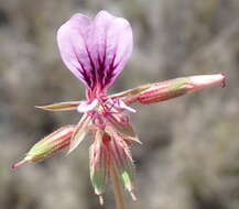 Image of Pelargonium multicaule Jacq.