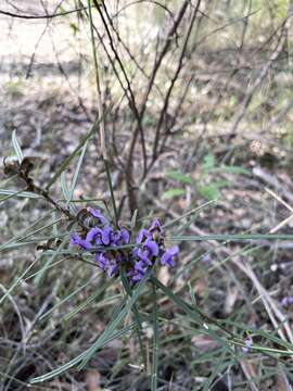 Image of Blue Bonnet