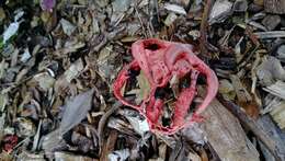 Image of octopus stinkhorn