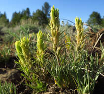 Image of <i>Castilleja <i>pilosa</i></i> var. pilosa