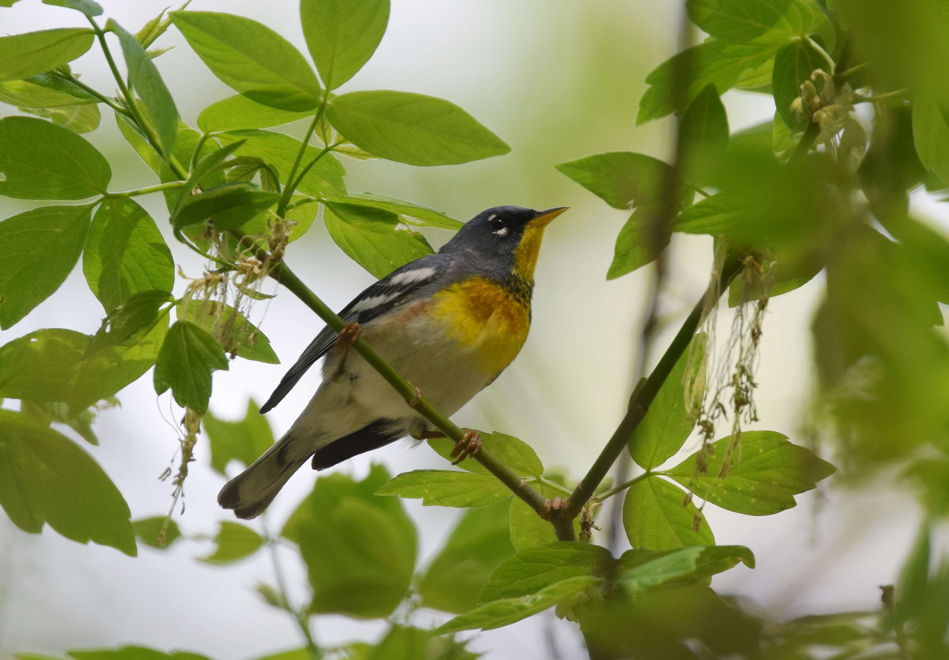 Image of Northern Parula