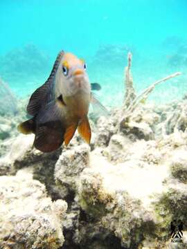 Image of Threespot Damselfish