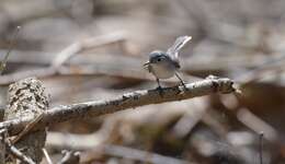 Image of gnatcatchers