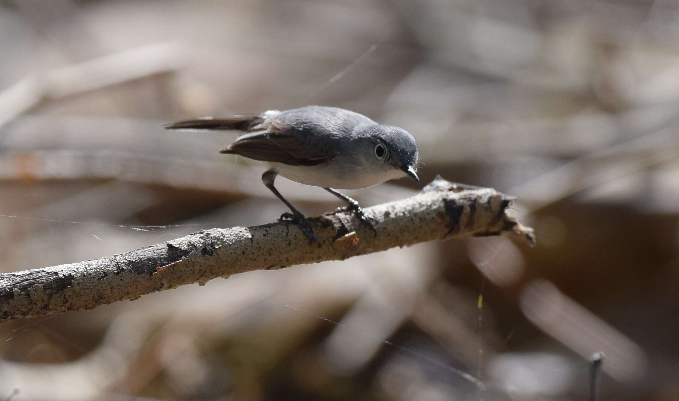 Image of gnatcatchers