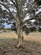 Image de Eucalyptus leucoxylon subsp. megalocarpa D. J. Boland