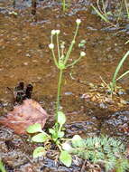 Image de Androsace filiformis Retz.