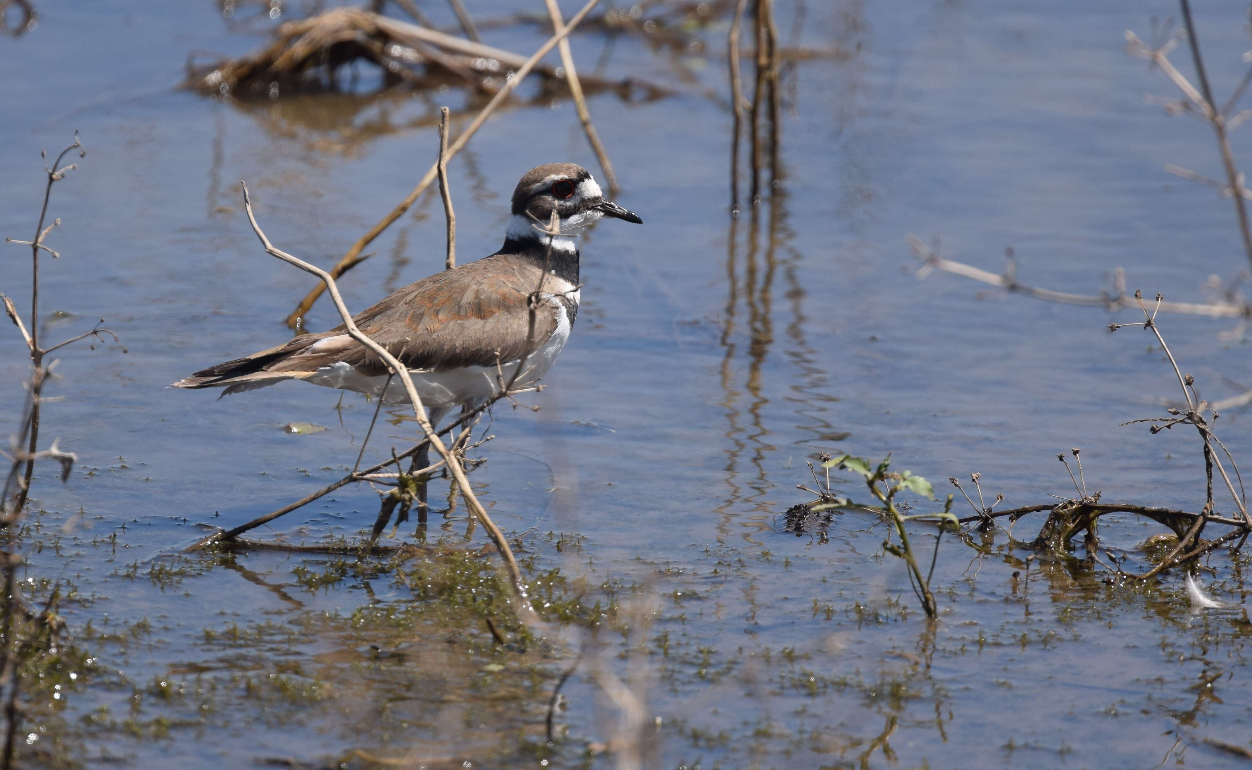 Image of Killdeer