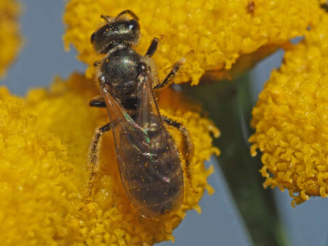 Sivun Halictus leucaheneus Ebmer 1972 kuva