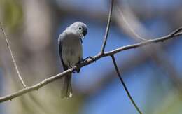 Image of gnatcatchers