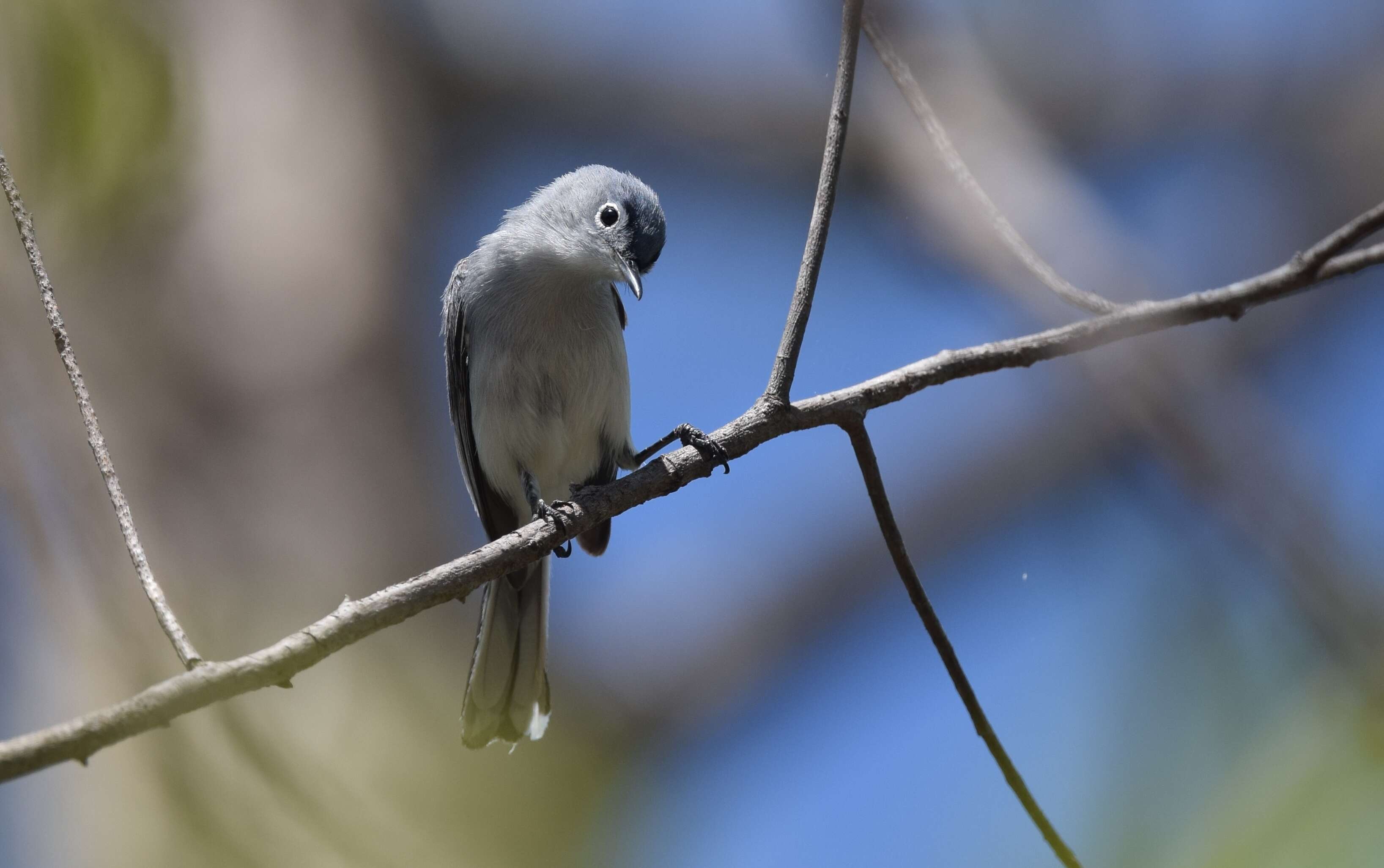 Image of gnatcatchers