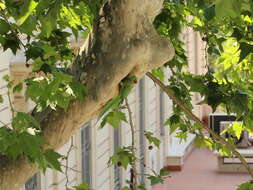 Image of Ring-necked Parakeet