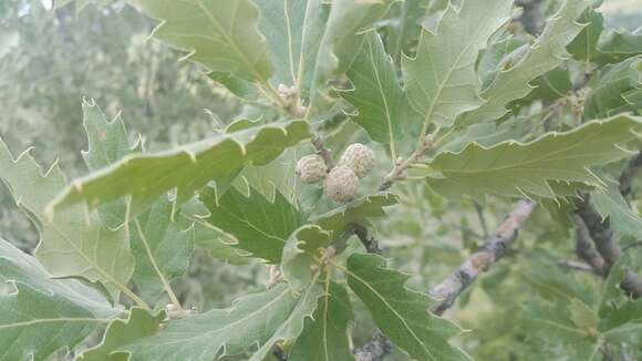 Image of Vallonea oak