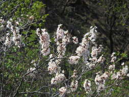 Слика од Prunus mandshurica (Maxim.) Koehne