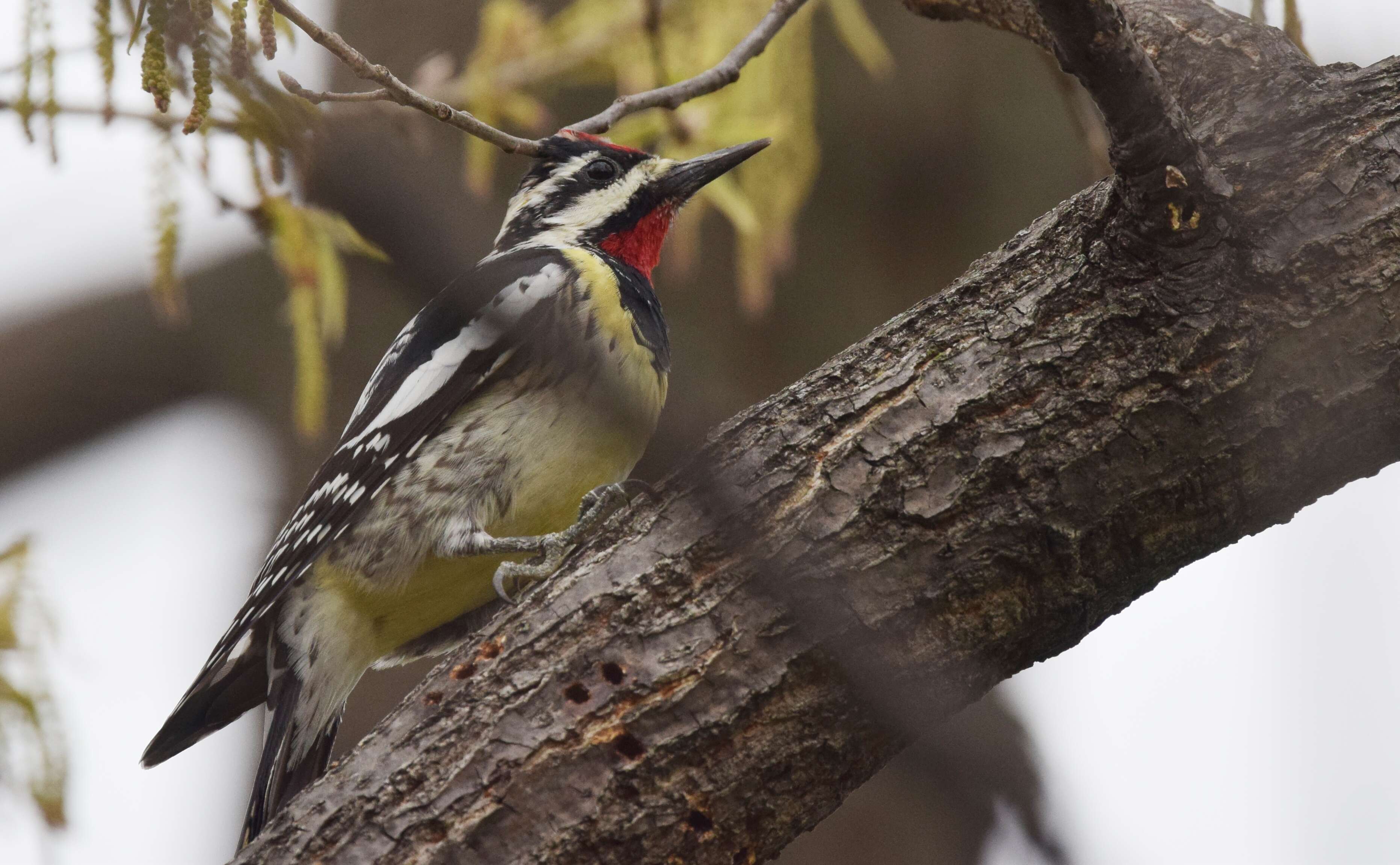 Image of Sapsucker