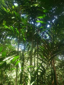 Image of Ivory cane palm