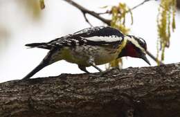 Image of Sapsucker