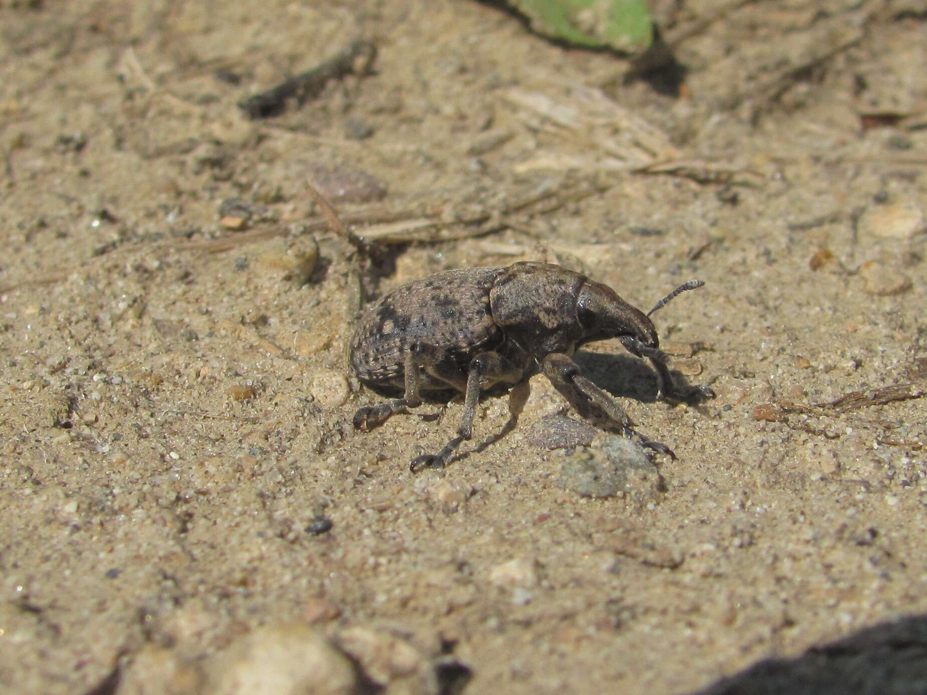 Image of Leucophyes pedestris