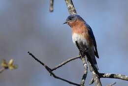 Image of Eastern Bluebird