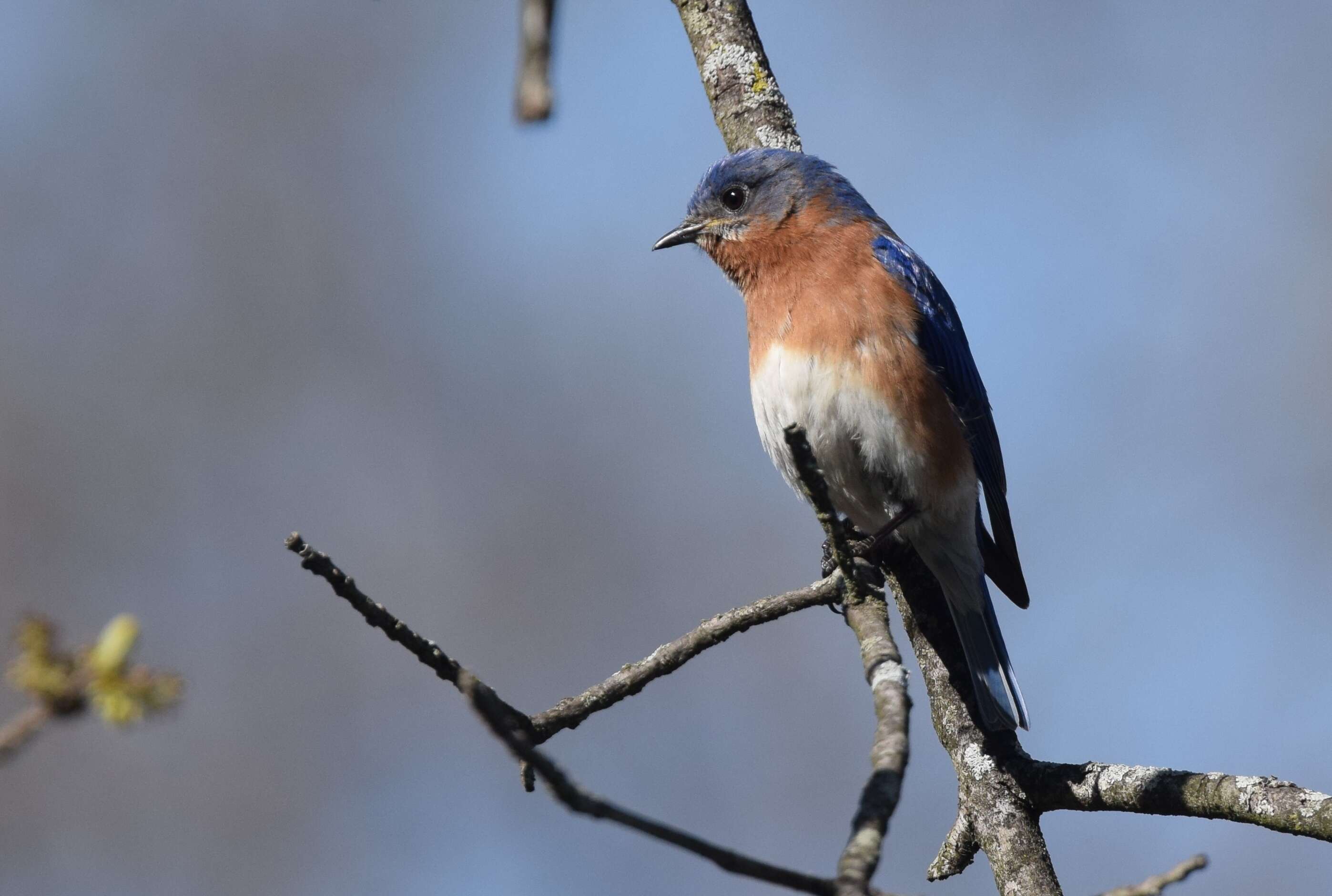 Image of Eastern Bluebird