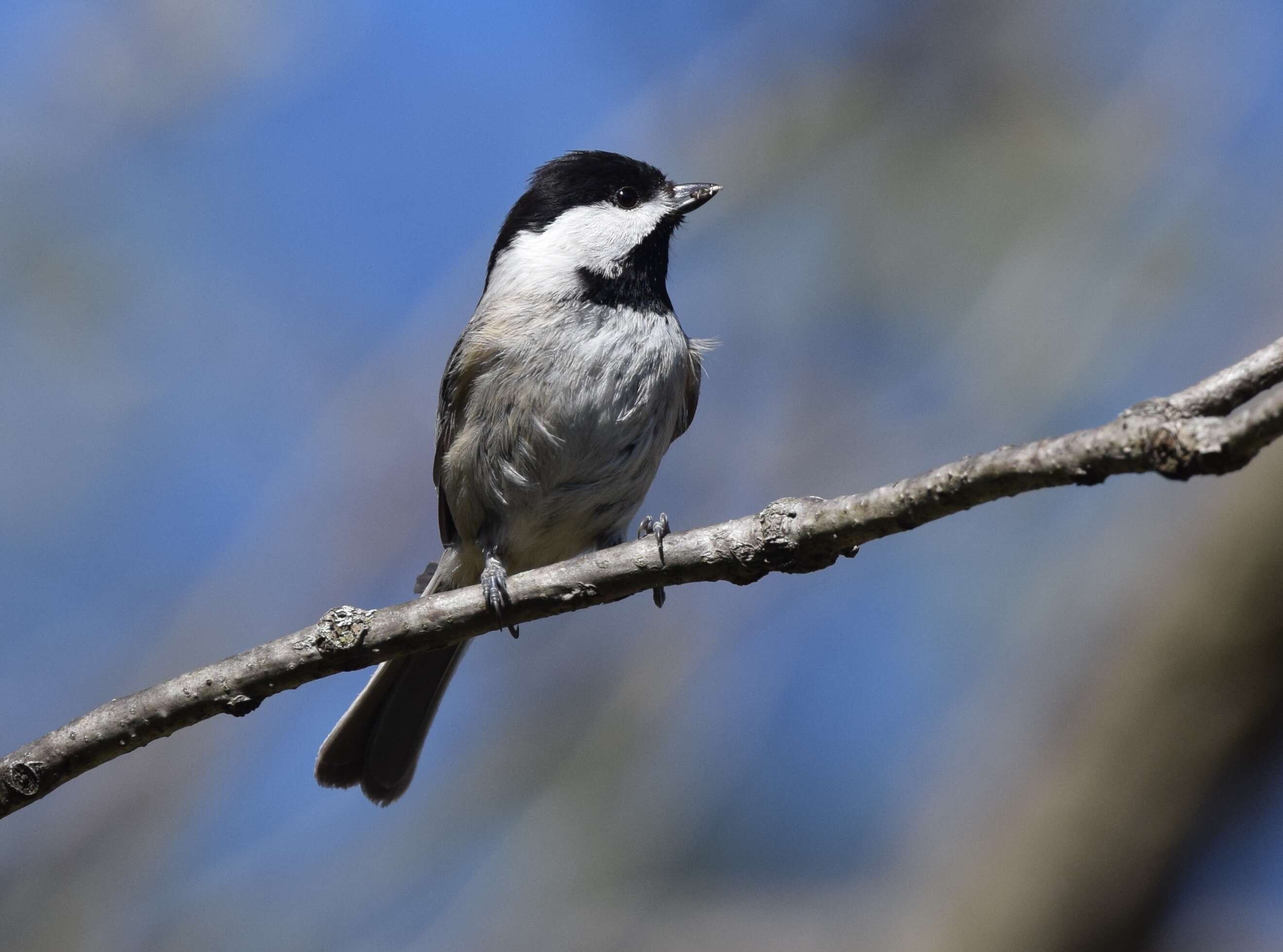 Image of Carolina Chickadee