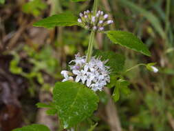 Image of Mentha laxiflora Benth.